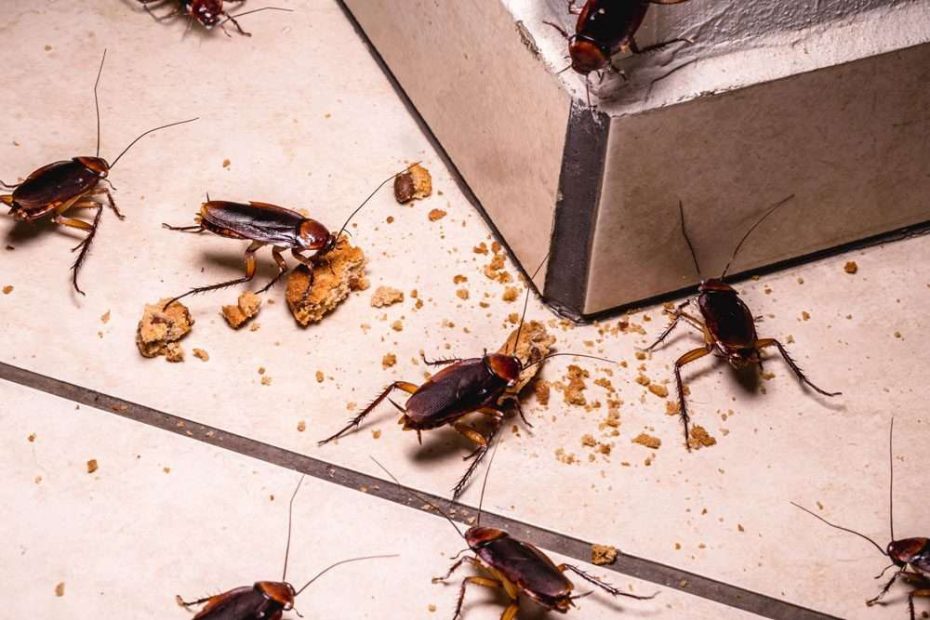 Cockroach Infestations