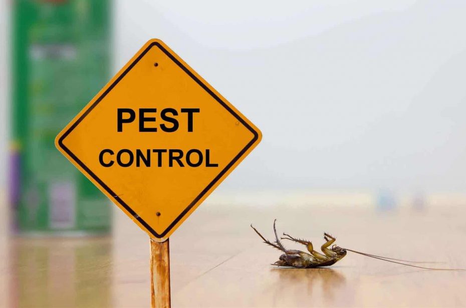 How to Choose a Pest Control Service in Kuala Lumpur